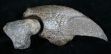 Fossil Giant Sloth Claw - Extremely Well Preserved #9353-2